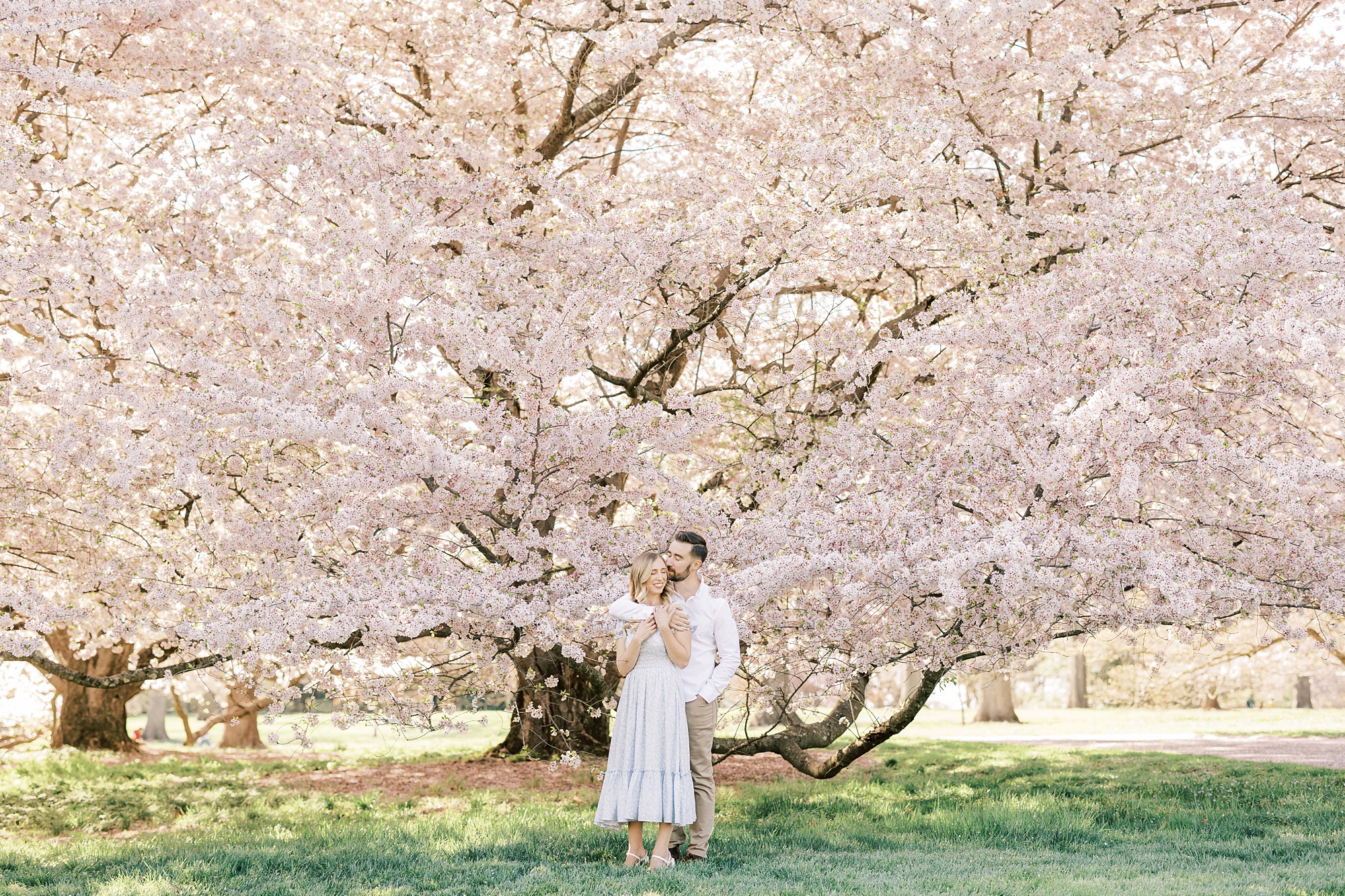 newlyweds hug under cherry blossom trees during Longwood Gardens engagement session
