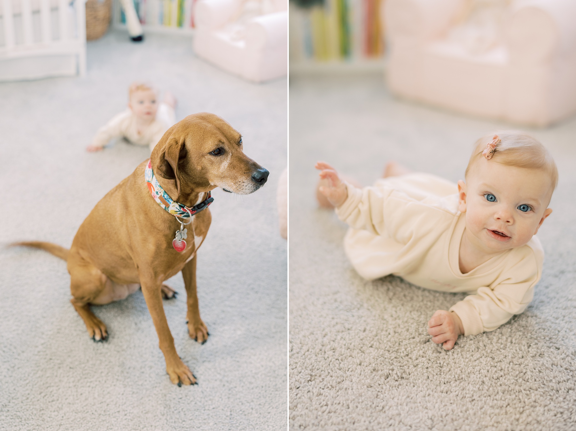 baby girl crawls on floor towards puppy in home in Pennsylvania 