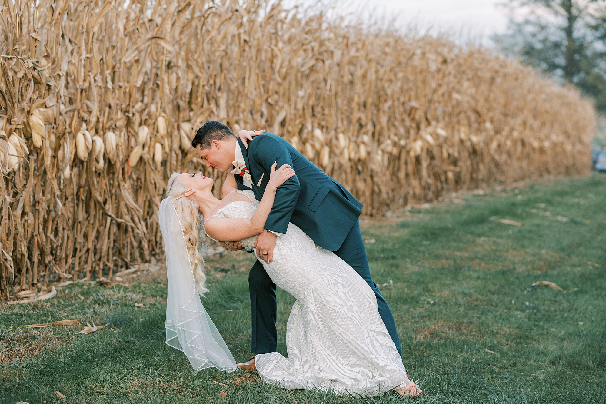 groom dips bride near cornstalks at Osbornia Farm