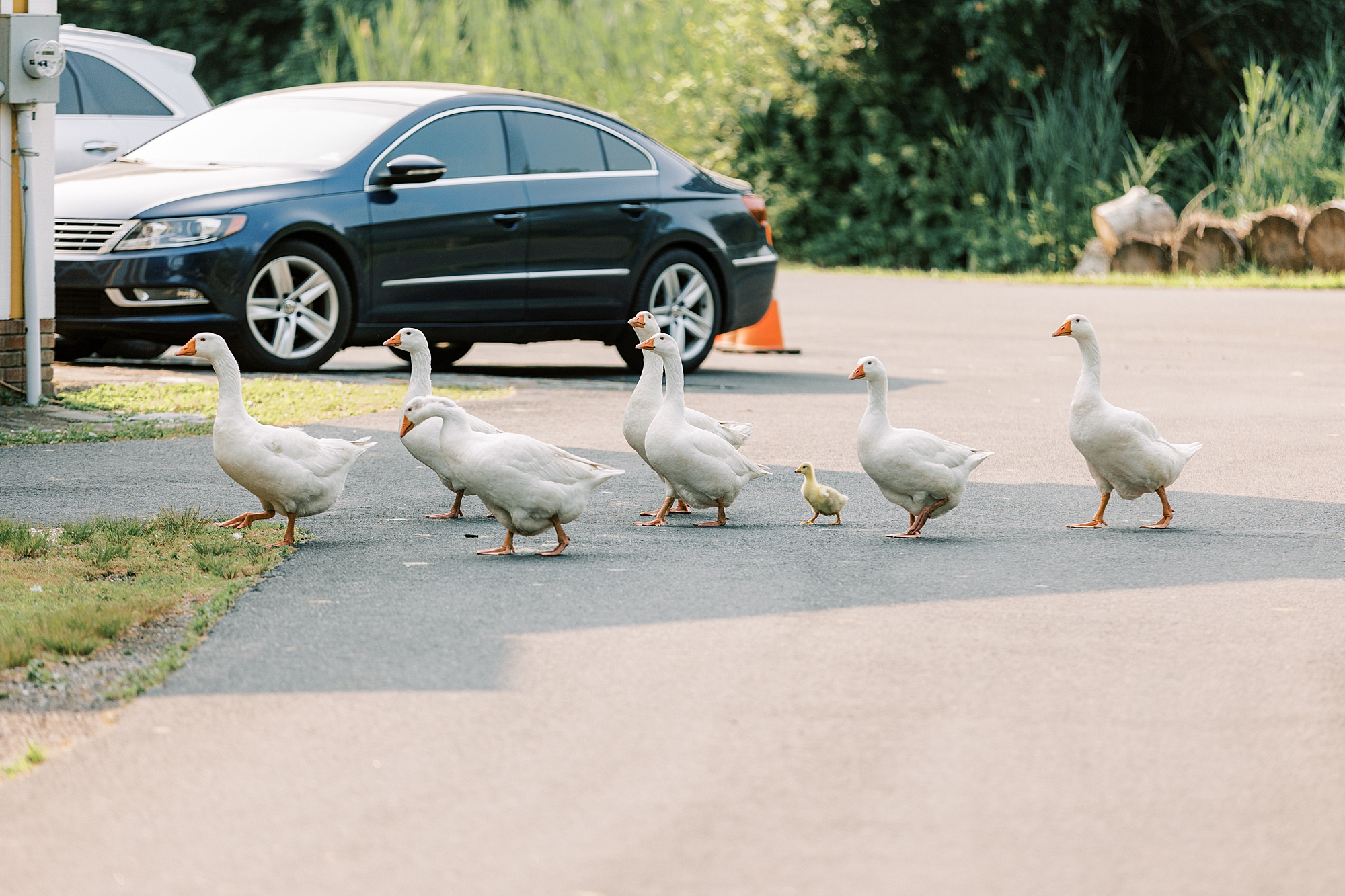 ducks run across parking lot at Willow Creek Winery