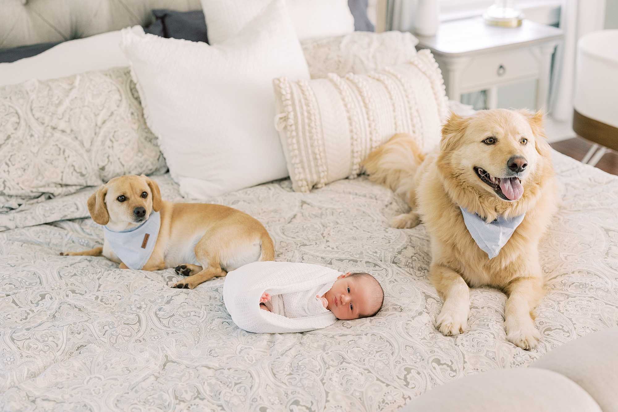 golden retriever and smaller dog lay on bed new newborn baby boy