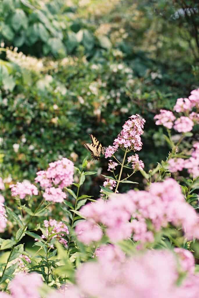 Close-up of a yellow swallowtail butterfly landing on tall pink phlox flowers in the summer gardens at Tyler Arboretum in Philadelphia during a wedding day.