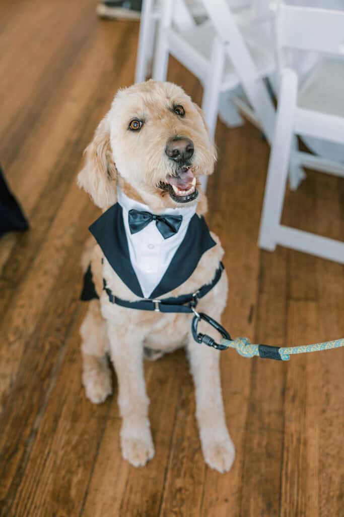 Dog in tuxedo at Rehoboth Beach wedding ceremony at Henlopen Acres Beach Club, Delaware wedding photographer Samantha Jay Photo